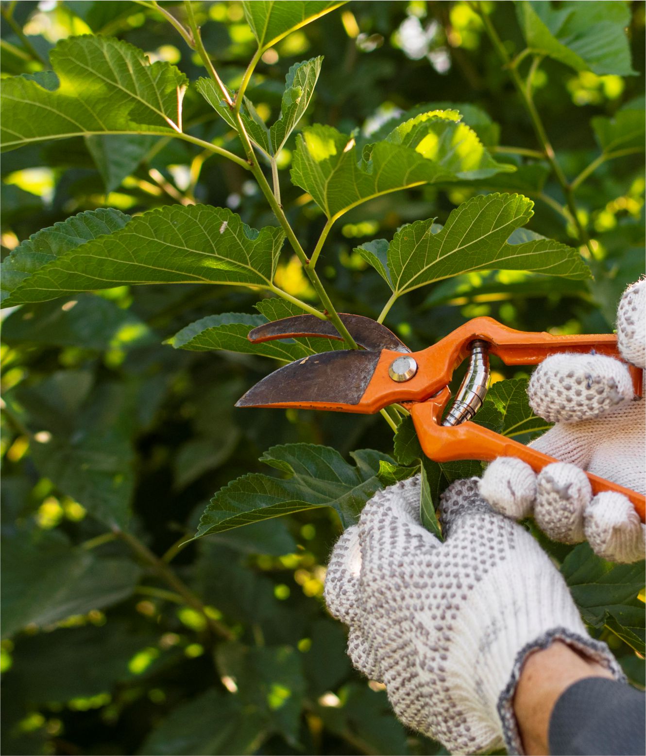 gardening 1